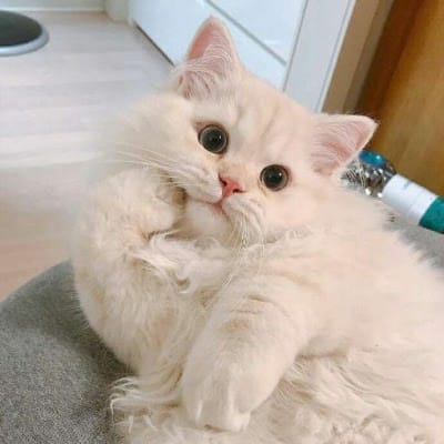 Maine Mendoza's profile picture
